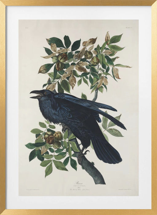 Raven From Birds of America (1827) Framed Art Wall Decor