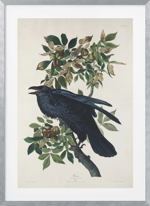 Raven From Birds of America (1827) Framed Art Wall Decor