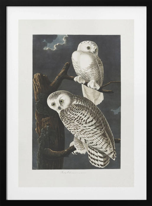 Snowy Owl From Birds of America (1827) Framed Art Wall Decor