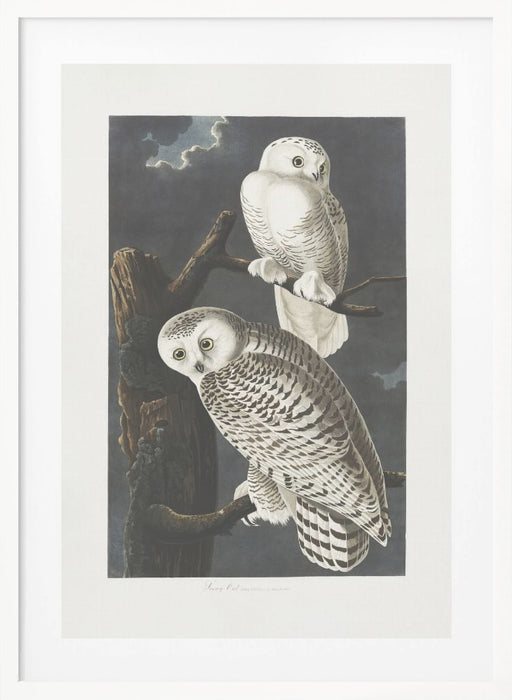 Snowy Owl From Birds of America (1827) Framed Art Wall Decor