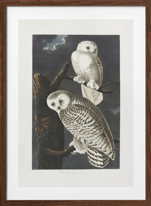 Snowy Owl From Birds of America (1827) Framed Art Wall Decor