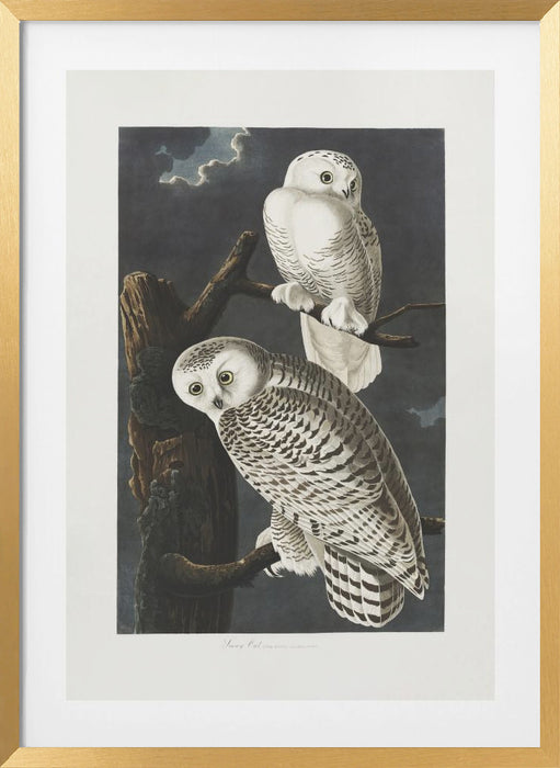 Snowy Owl From Birds of America (1827) Framed Art Wall Decor