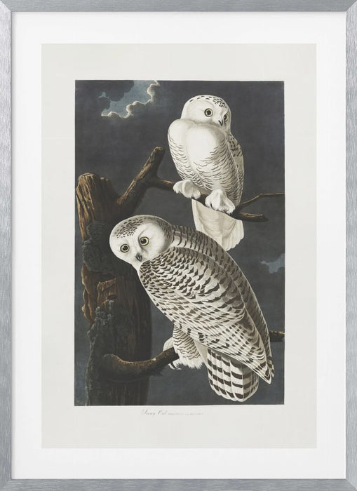 Snowy Owl From Birds of America (1827) Framed Art Wall Decor