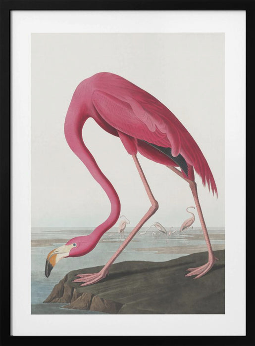 Pink Flamingo Ii From Birds of America (1827) Framed Art Modern Wall Decor