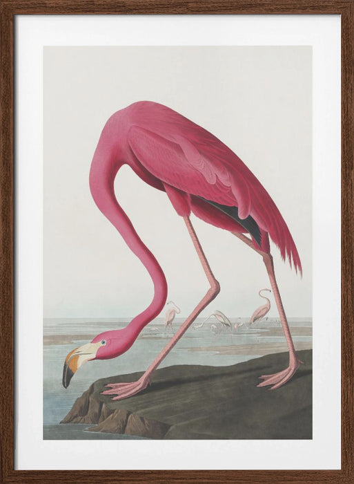 Pink Flamingo Ii From Birds of America (1827) Framed Art Modern Wall Decor