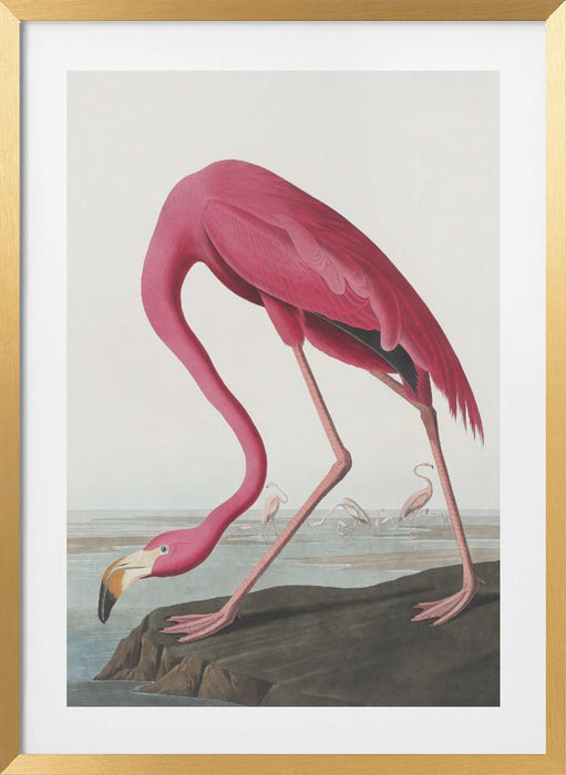 Pink Flamingo Ii From Birds of America (1827) Framed Art Modern Wall Decor