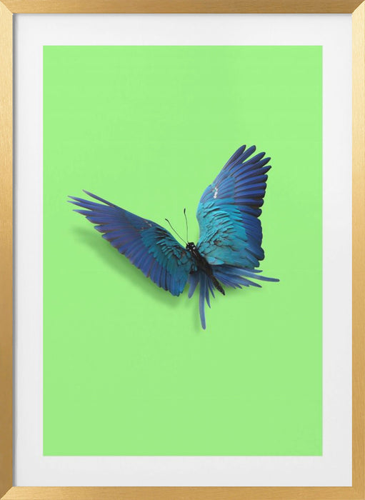 Parrot Butterfly Framed Art Modern Wall Decor