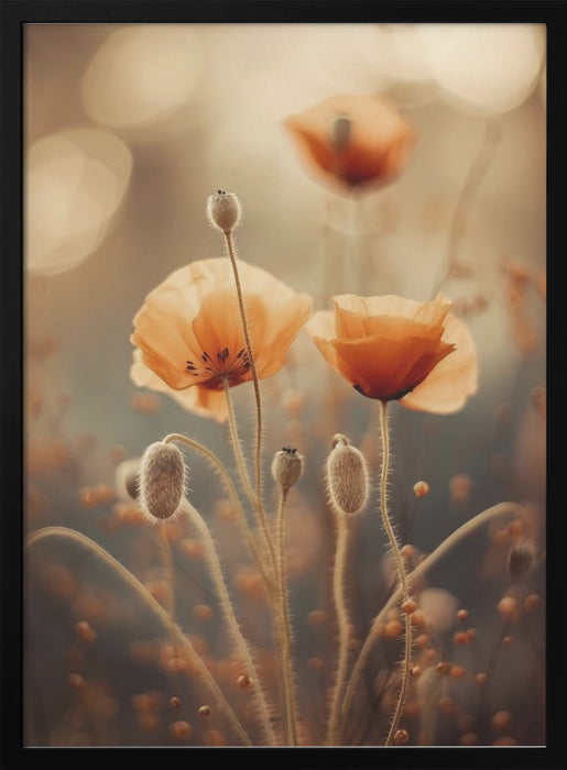 Poppy In Morning Sun