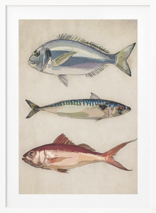 Deniz Baliklari  Fish Framed Art Wall Decor