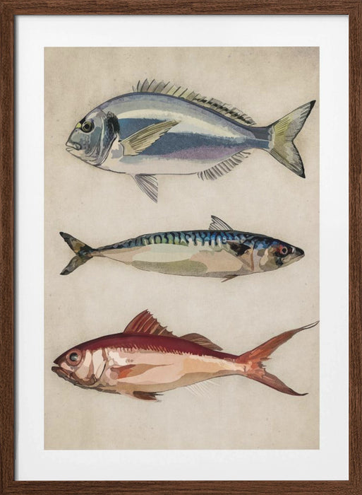 Deniz Baliklari  Fish Framed Art Wall Decor