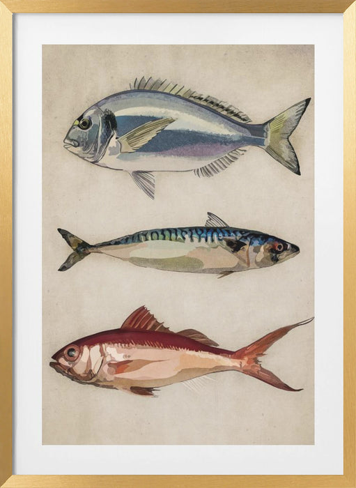 Deniz Baliklari  Fish Framed Art Wall Decor