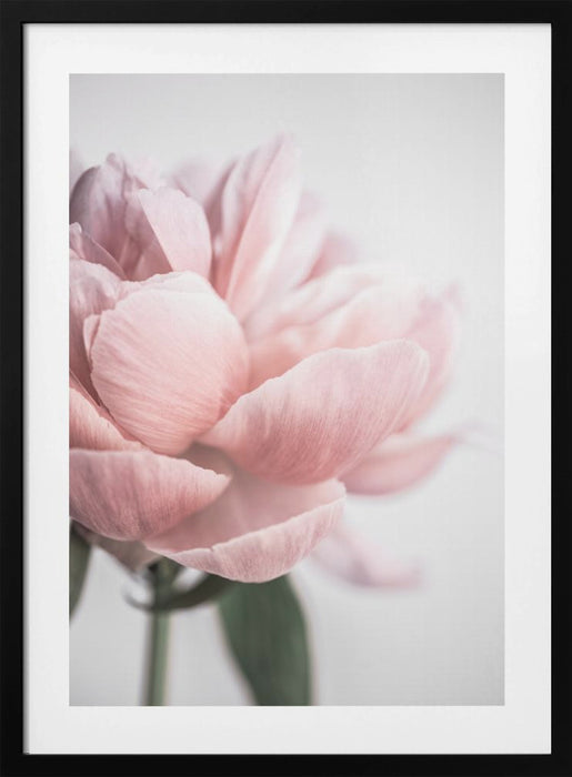 Peony 3 Framed Art Modern Wall Decor