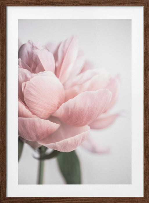 Peony 3 Framed Art Modern Wall Decor