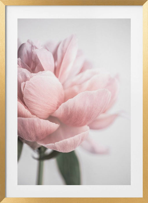 Peony 3 Framed Art Modern Wall Decor