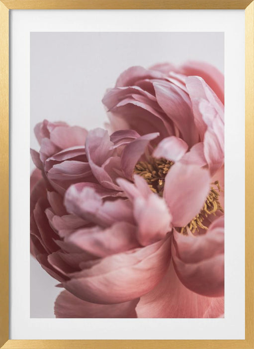 Peony Framed Art Modern Wall Decor