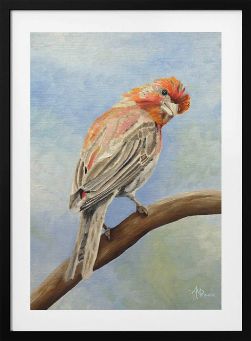 I Spy With My Little Eye   Male House Finch Framed Art Modern Wall Decor