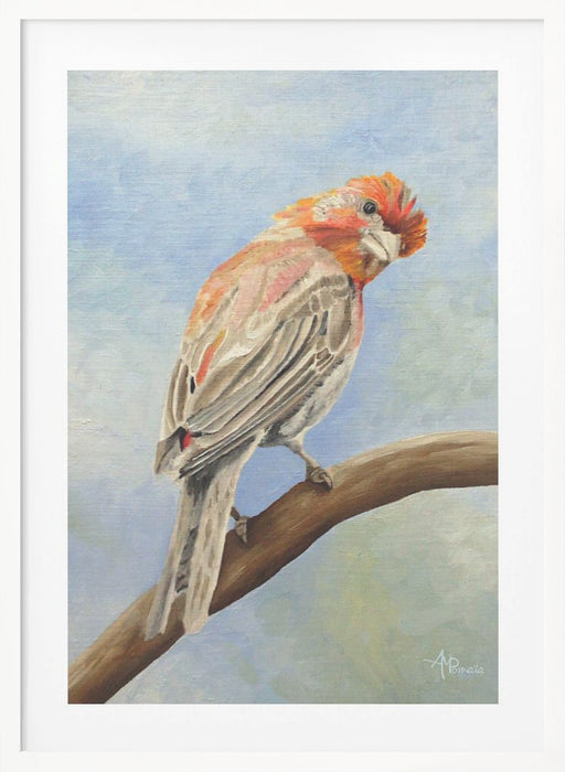 I Spy With My Little Eye   Male House Finch Framed Art Modern Wall Decor