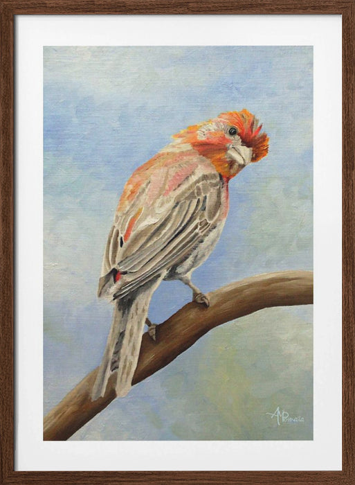 I Spy With My Little Eye   Male House Finch Framed Art Modern Wall Decor