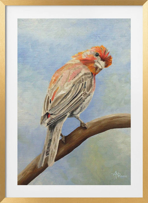 I Spy With My Little Eye   Male House Finch Framed Art Modern Wall Decor