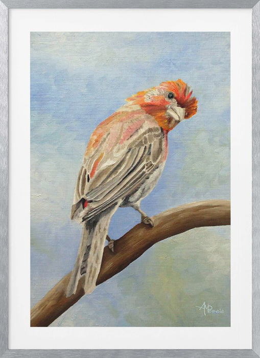 I Spy With My Little Eye   Male House Finch Framed Art Modern Wall Decor