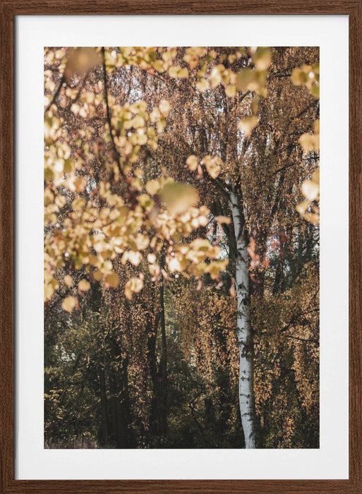 Autumn Birch Tree Framed Art Wall Decor