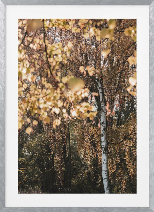 Autumn Birch Tree Framed Art Wall Decor