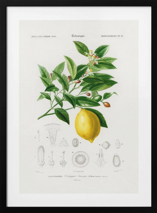 Lemon (citrus Limonium) Framed Art Wall Decor