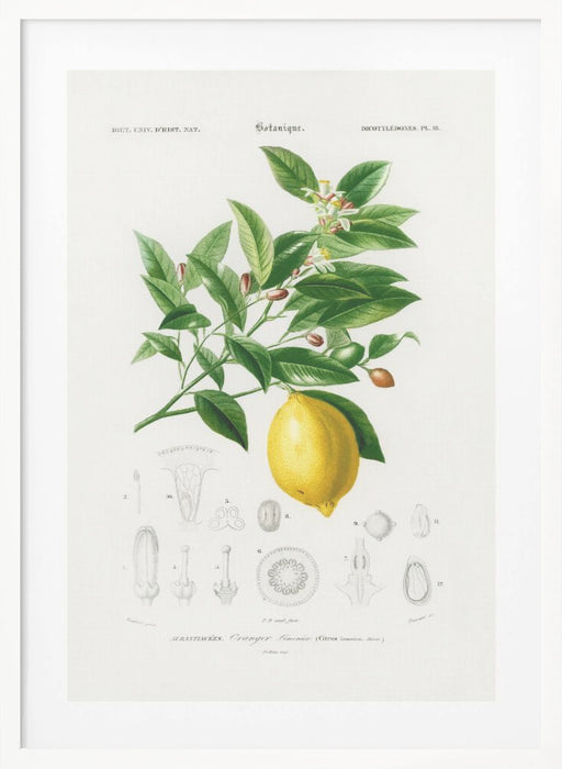 Lemon (citrus Limonium) Framed Art Wall Decor