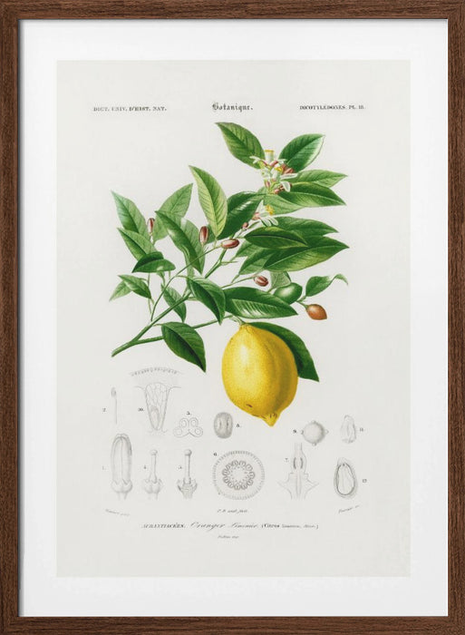 Lemon (citrus Limonium) Framed Art Wall Decor