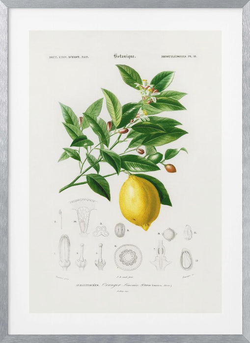 Lemon (citrus Limonium) Framed Art Wall Decor