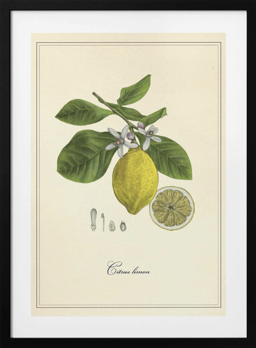 Lemon Framed Art Modern Wall Decor