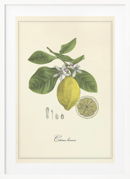 Lemon Framed Art Modern Wall Decor