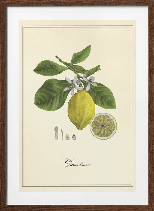 Lemon Framed Art Modern Wall Decor