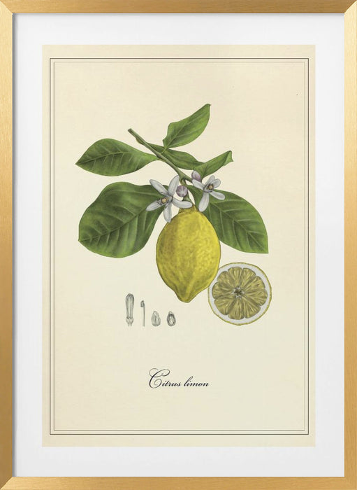 Lemon Framed Art Modern Wall Decor