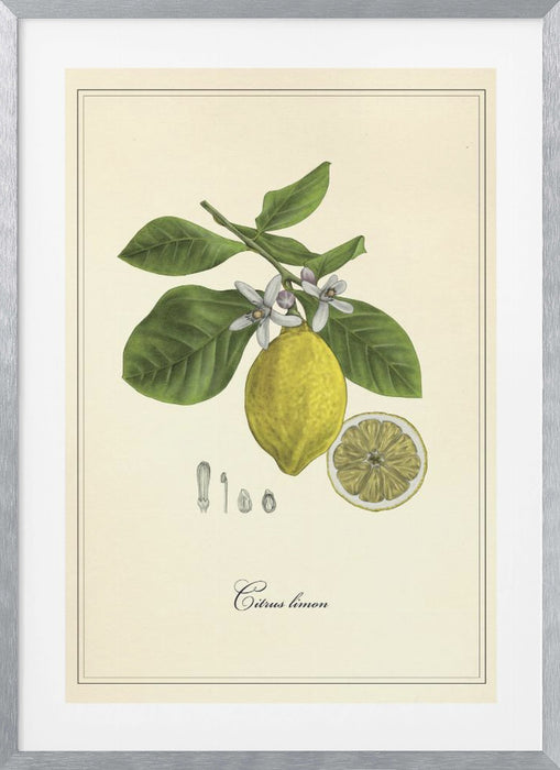 Lemon Framed Art Modern Wall Decor