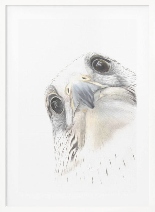 Falcon Framed Art Wall Decor