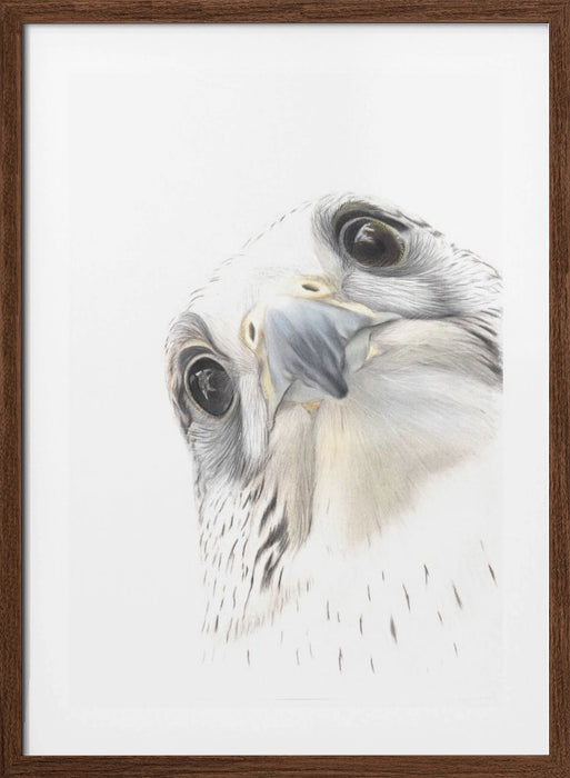 Falcon Framed Art Wall Decor