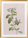 Botanical cycling framed art featuring a flowering plant with green leaves and white blossoms