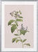 Botanical cycling framed art depicting a flowering plant with green leaves and white blossoms