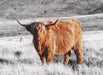 Highland Cow art print picture frame Buffalo Print Animal Home Décor