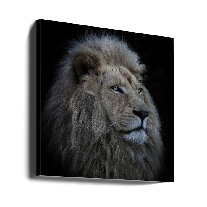 Proud Lion Square Canvas Art Print