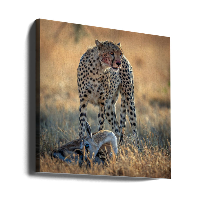 cheetah Square Canvas Art Print