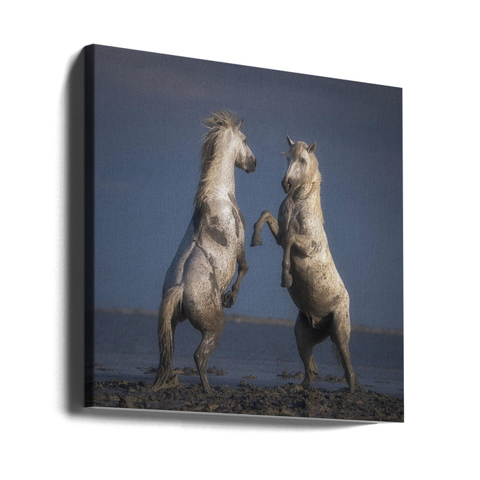 Confrontation Square Canvas Art Print