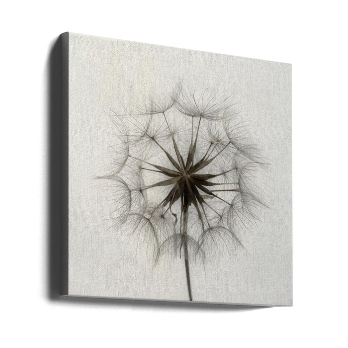 Tragopogon Square Canvas Art Print