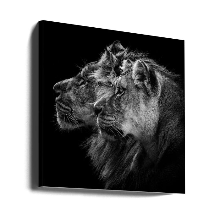 Lion and  lioness portrait Square Canvas Art Print