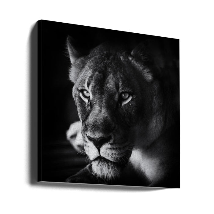 The Look Square Canvas Art Print