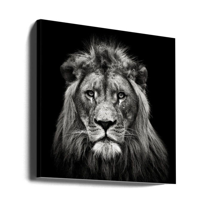 Young Male Lion Square Canvas Art Print