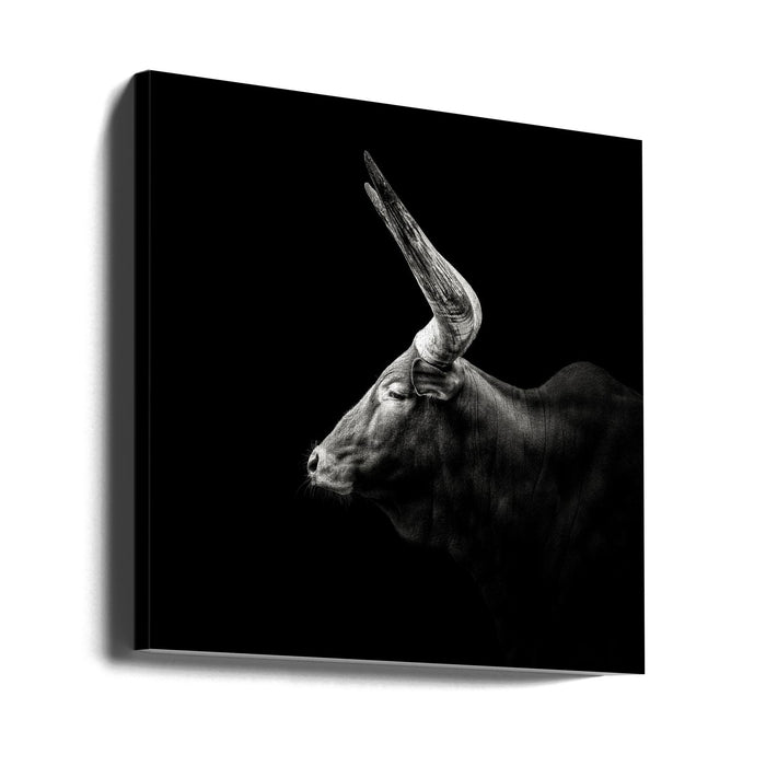 Watusi Square Canvas Art Print