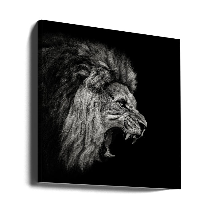 Roaring Lion #2 Square Canvas Art Print