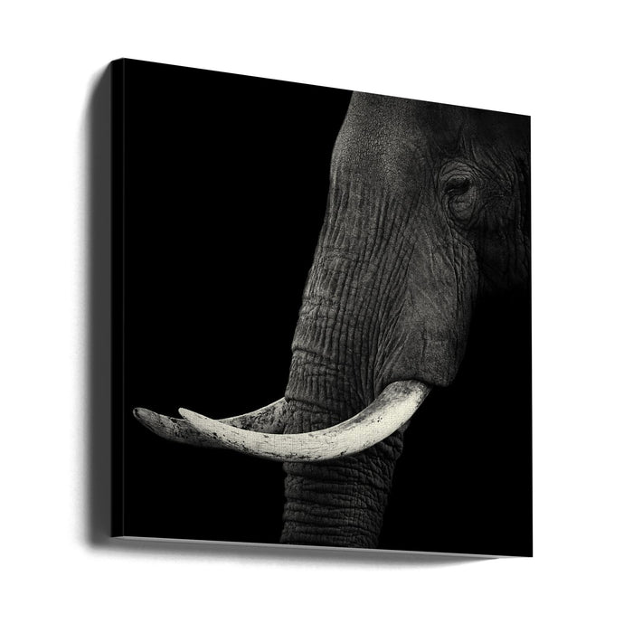 Elephant profile Square Canvas Art Print